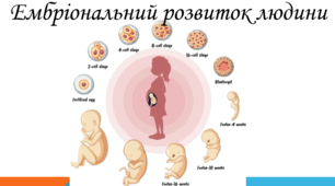 § 102. Ембріональний розвиток людини 10 проф