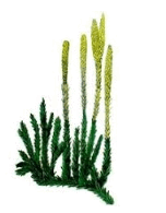 09024qlk-8ddf-152x195.png