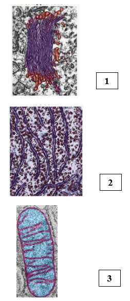 09024qn2-f096-253x587.png