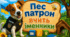 Пошук на зображені "Пес патрон вчить іменники"