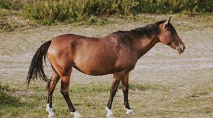 Джона Стейнбека «Рудий поні» (The Red Pony). Пазл.