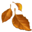 🍂