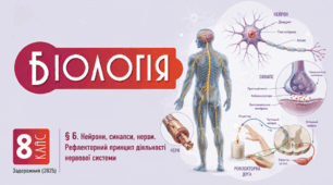 Нейрони, синапси, нерви. Рефлекторний принцип діяльності нервової системи. Презентація, інфографіка, робочий аркуш
