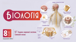 Будова нервової системи. Спинний мозок. Презентація, інфографіка, робочий аркуш