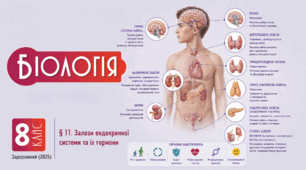 Залози ендокринної системи та їх гормони. Презентація, інфографіка, робочий аркуш