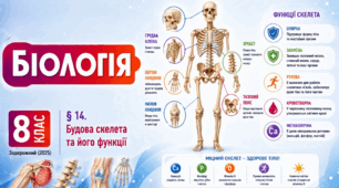 Будова скелета та його функції. Презентація, інфографіка, робочий аркуш