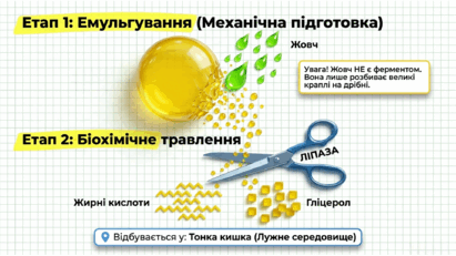 090250y7-6164-411x231.png