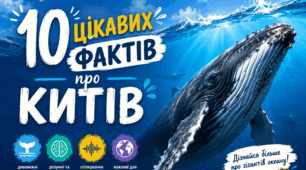 Цікаві факти про китів: презентація + інтерактивна вправа