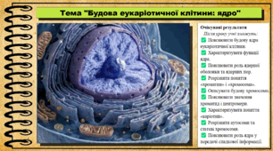 Будова еукаріотичної клітини: ядро. Біологія. 9 клас НУШ (2026). До підручника Балан П., Козленко О. та ін.