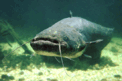 Сом звичайний (Silurus glanis).