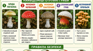 Постер «Найпоширеніші отруйні гриби України»