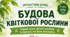 З'єднувальник. Органи квіткової рослини