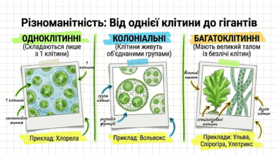 09025ef9-a000-392x221.png