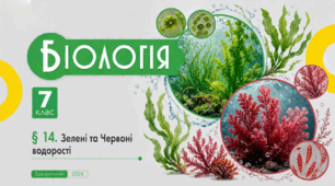 Зелені та Червоні водорості. Презентація, інфографіка, робочий аркуш