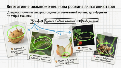 09025imx-819f-386x217.png