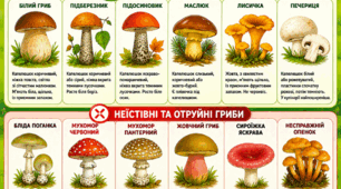 Плакат «Їстівні та неїстівні гриби»