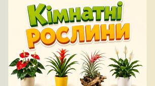 Кімнатні рослини
