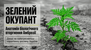 Амброзія: небезпечний інвазійний бур’ян та агресивний алерген