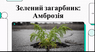 Відеоогляд "Амброзія: небезпечний інвазійний бур’ян та агресивний алерген"