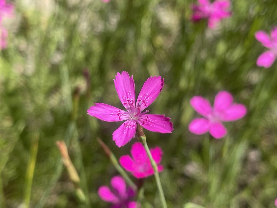 09025qz8-ca44-940x705.jpg