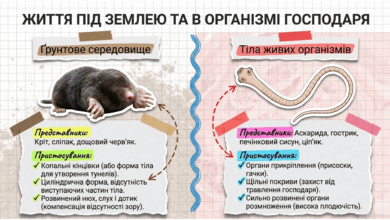 09025s6j-738a-390x220.png