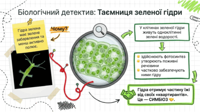 09025s94-1b6b-390x219.png