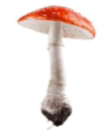 09025tul-298d-158x187.png