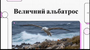 Відеоогляд "19 червня - Всесвітній день альбатроса"