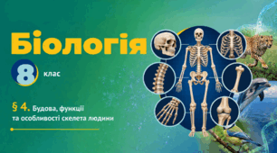 Будова, функції та особливості скелета людини.Презентація, інфографіка, робочий аркуш