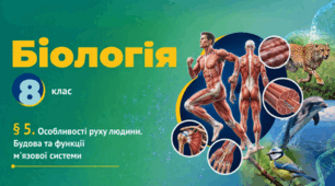 Особливості руху людини. Будова та функції м'язової системи. Презентація, інфографіка, робочий аркуш