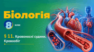 Кровоносні судини. Кровообіг. Презентація, інфографіка, робочий аркуш