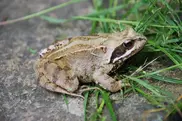 Жаба трав'яна - факти, дієта, ареал і фотографії на Animalia.bio