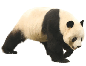 090261y2-8d10-288x223.png