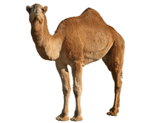 090261y6-6ae9-305x249.png