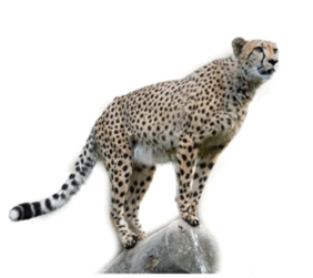 090261y7-ef79-282x251.png