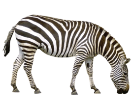 090261yc-604d-270x210.png