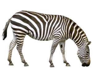090261yc-604d-301x234.png