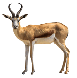 090261z0-a705-265x269.png