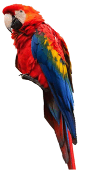 090261z5-0f05-222x422.png