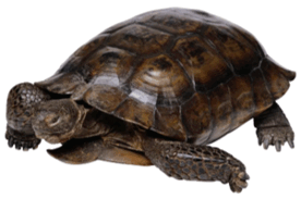 090261zf-dc02-276x183.png