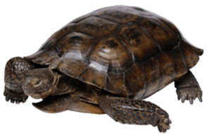 090261zf-dc02-294x195.png