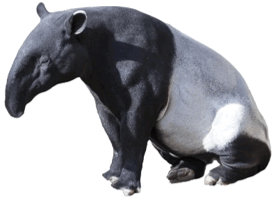 090261zi-2d17-315x232.png