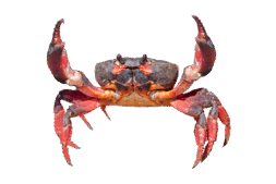 090261zj-0c96-253x169.png