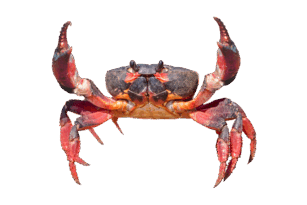 090261zj-0c96-307x205.png