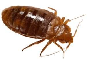 090261zs-f5bf-301x203.png