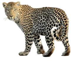 09026208-4b6d-255x209.png