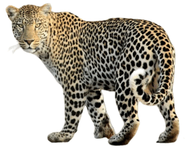 09026208-4b6d-276x226.png