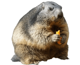 0902620c-128f-270x219.png