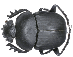 0902620n-08f7-306x239.png