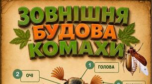 Зовнішня будова комахи
